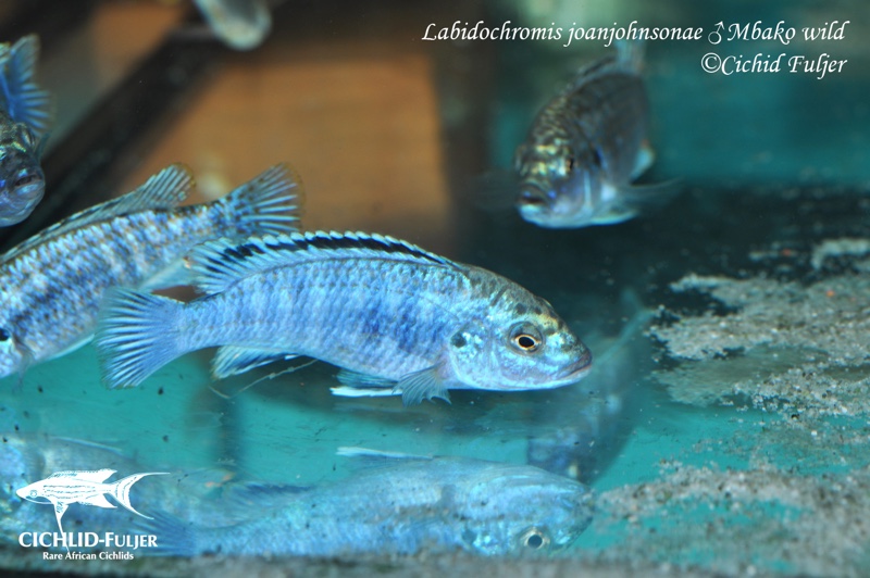 Labidochromis joanjohnsonae 'Mbako Bay'